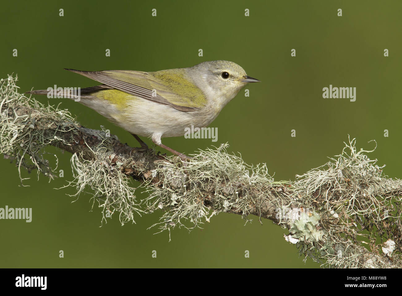 Adult male Galveston Co., TX April 2014 Stock Photo