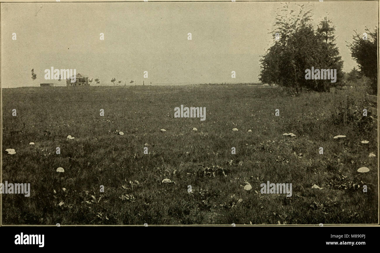 Published in 1898, this elementary botany book introduces plant science ...