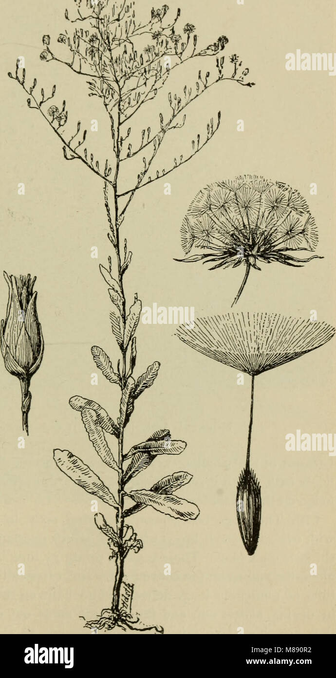 *Elementary Botany* (1898) introduces the study of plant biology ...