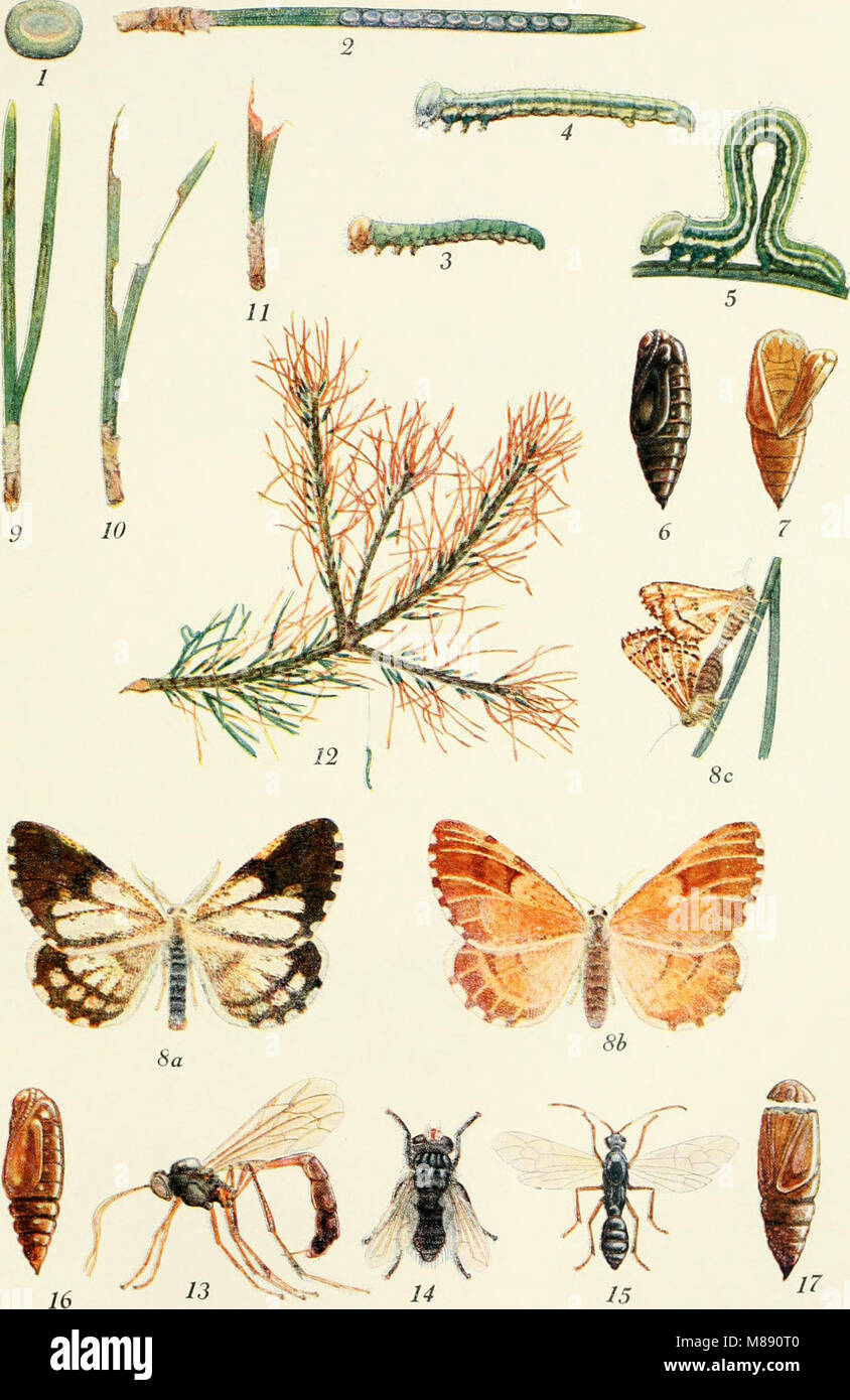 Die Forstinsekten Mitteleuropas. Ein Lehr- und Handbuch (1914) (20728956778) Stock Photo