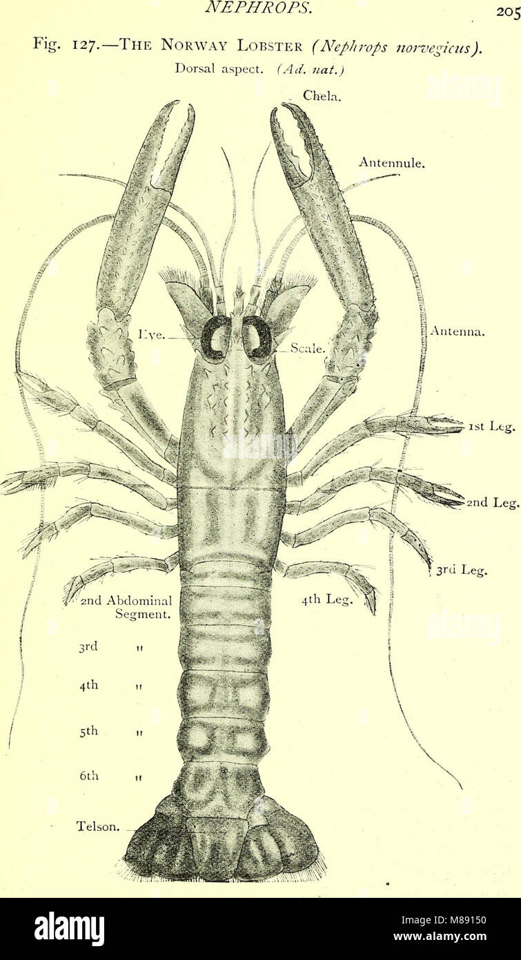 Elementary text-book of zoology (electronic resource) (1901) (19732025733) Stock Photo
