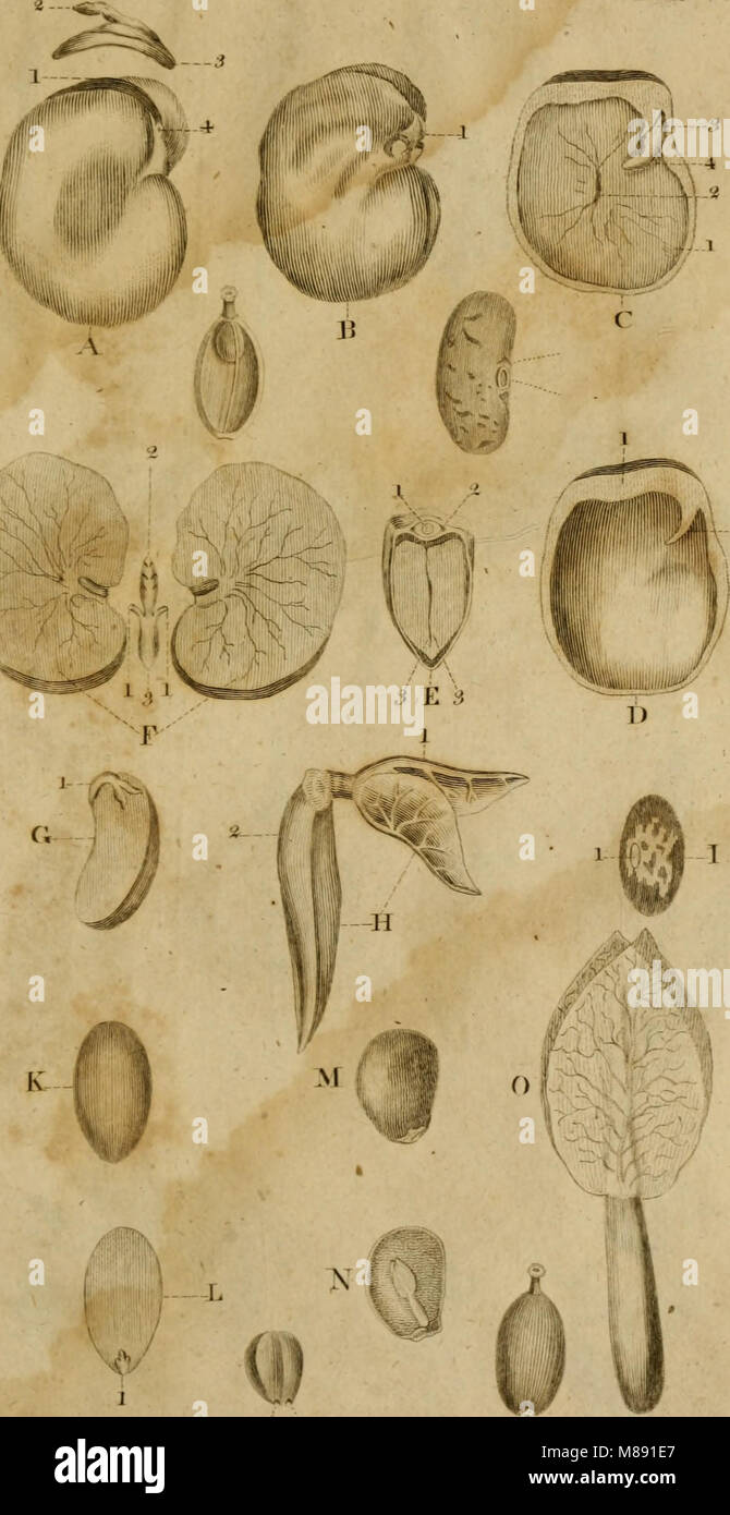 Elements of botany or, Outlines of the natural history of vegetables