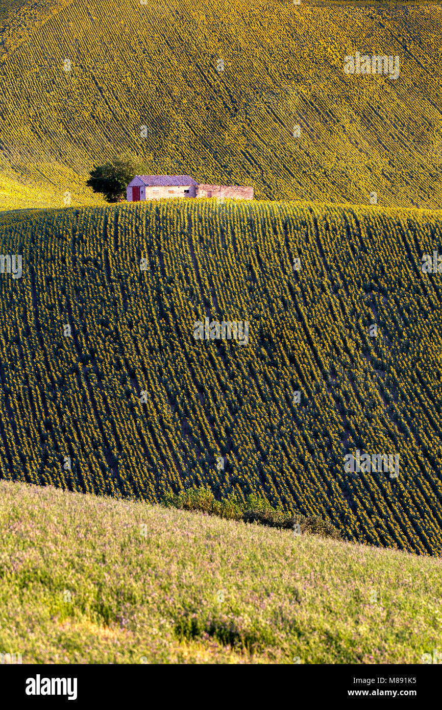 Rural landscape of marchigian's landscape, Corridonia village, Macerata district, Marches, Italy Stock Photo
