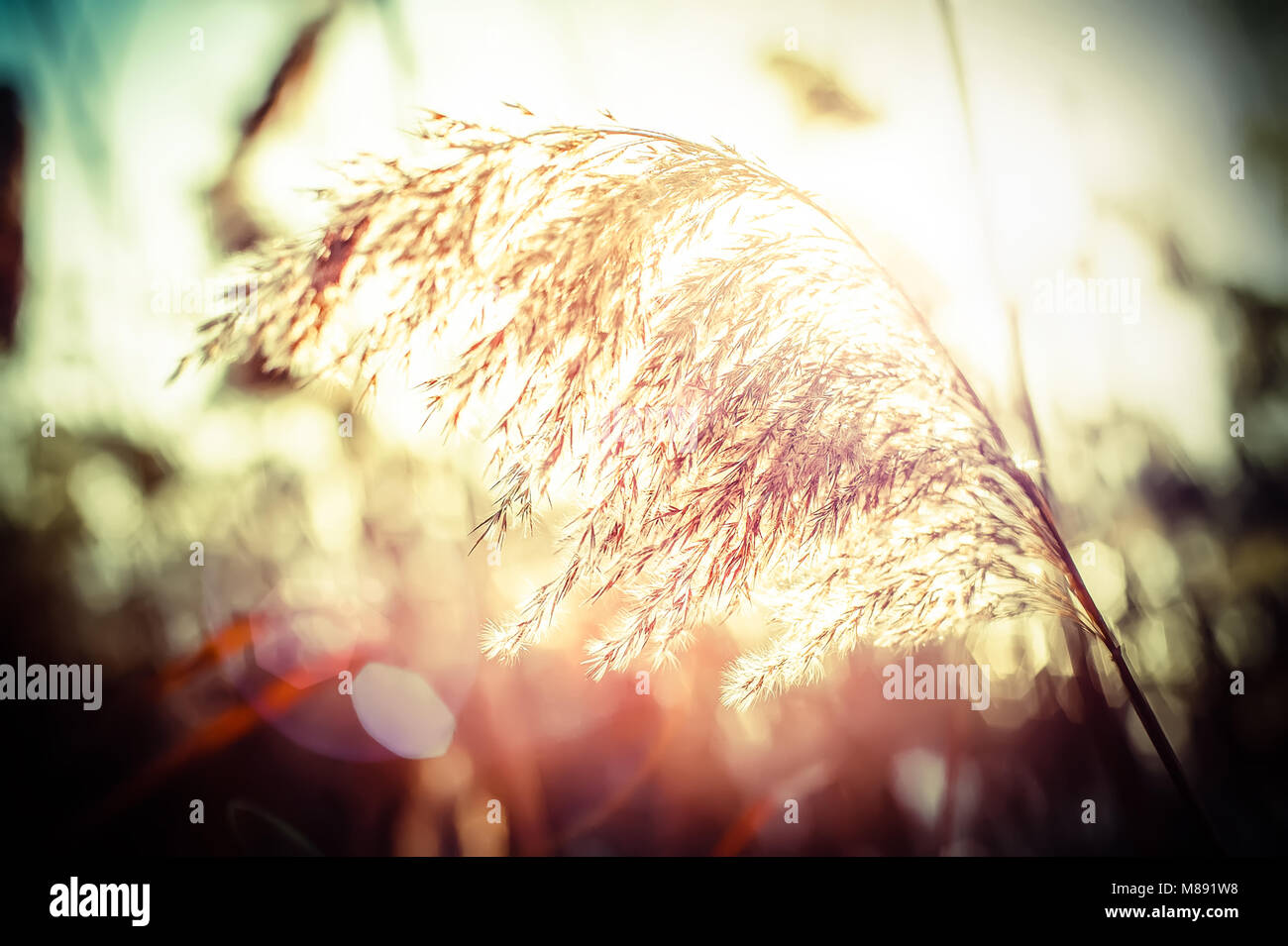 Amazing winter day at sunset. Sun rays shining through dry reed grasses Stock Photo