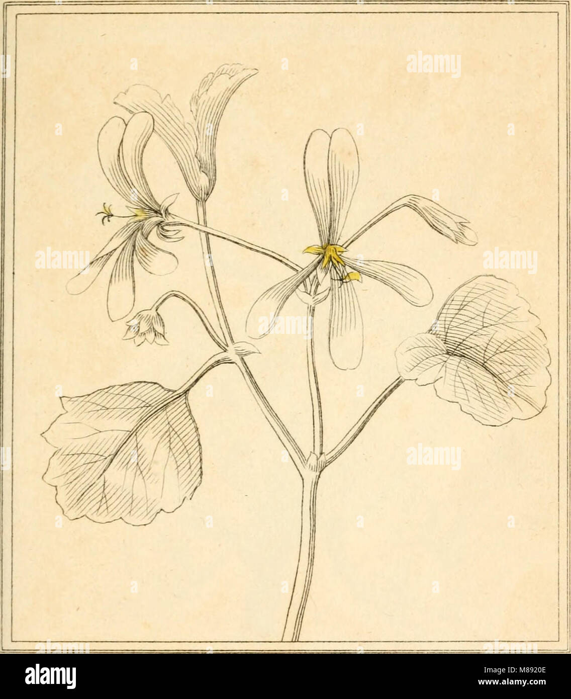 'Elements of the Science of Botany' (1809), based on Linnaeus ...