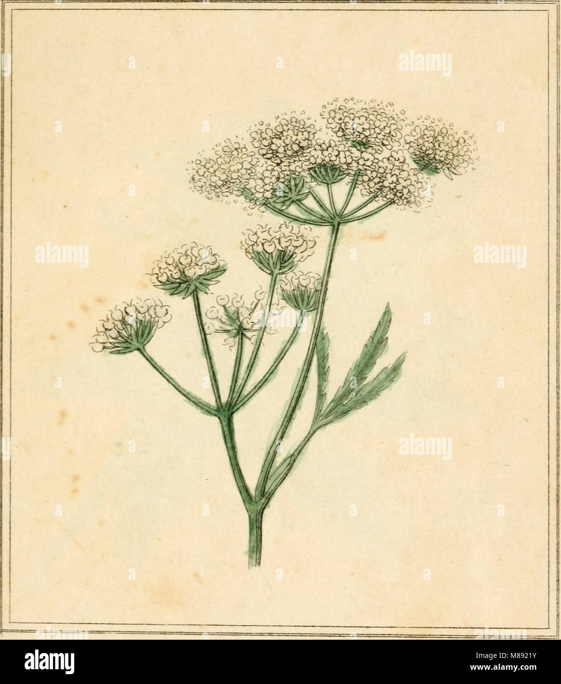 This 1809 work provides an introduction to the science of botany as ...