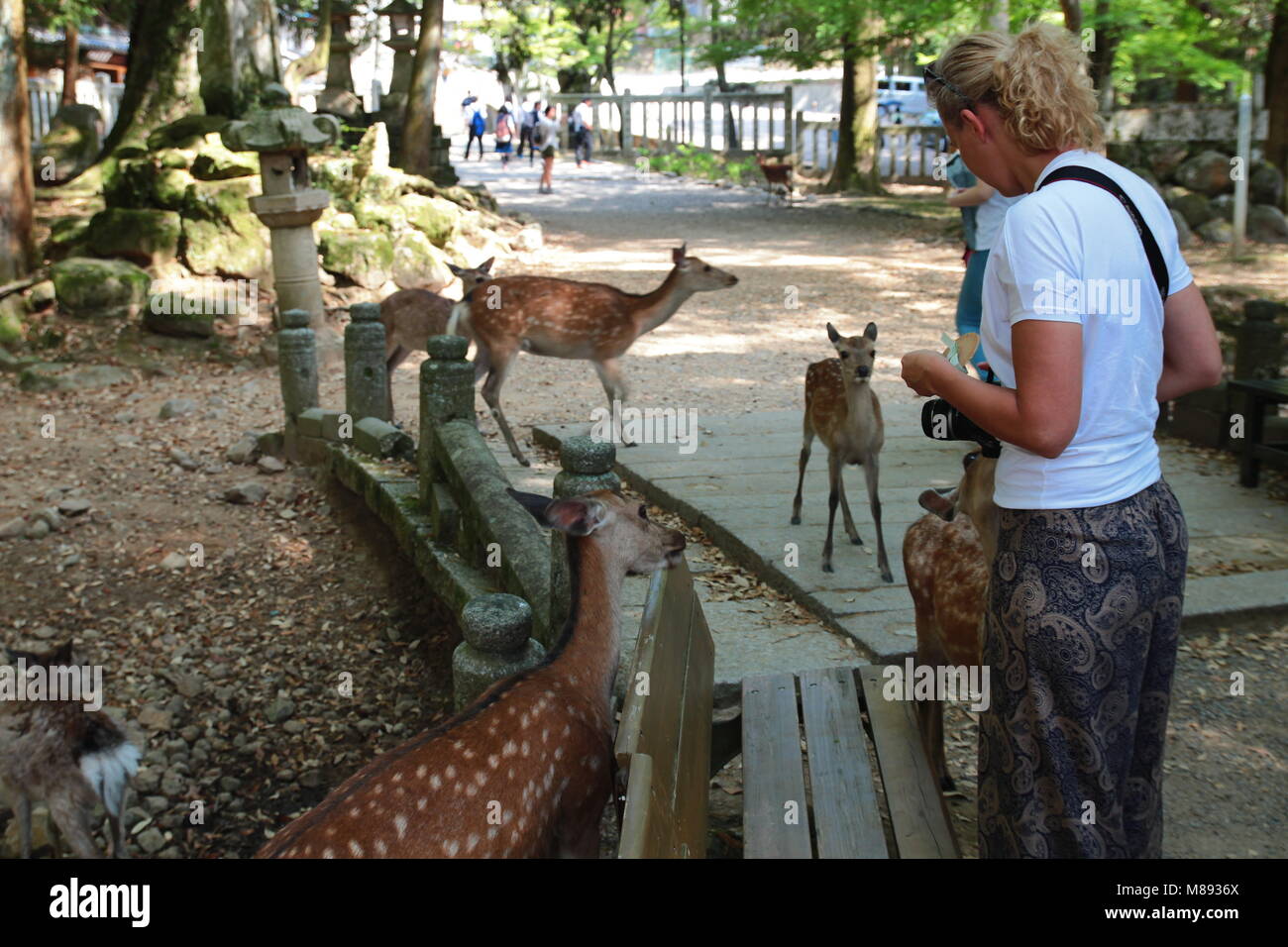 European tourist feed wild Sika deer in Nara, Japan. Nara is a major tourism destination in Japan. Stock Photo