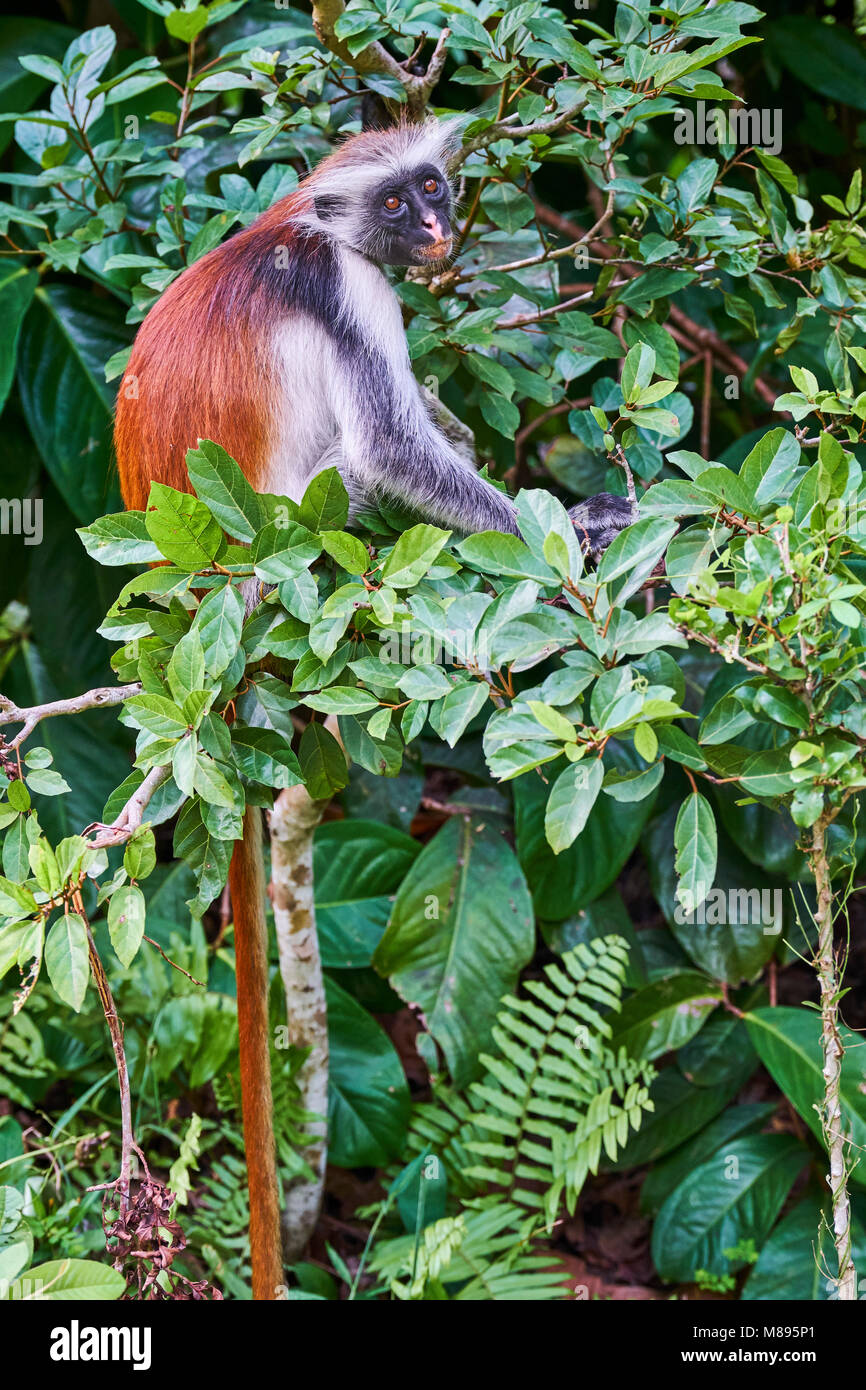 Tanzania, Zanzibar island, Unguja, Jozani forest, red colobus or piliocolobus Stock Photo