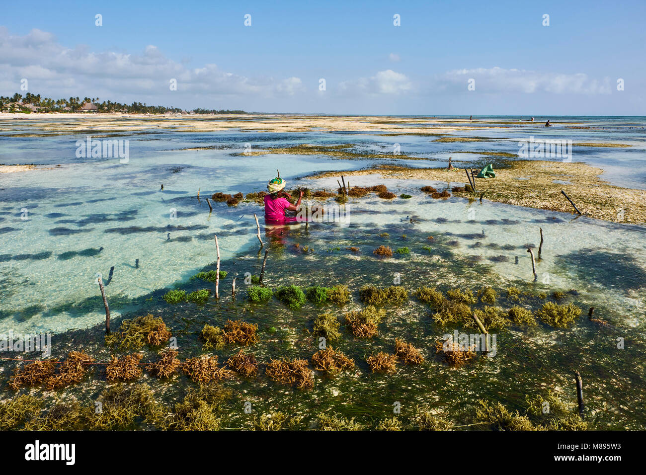 Tanzania, Zanzibar island, Unguja, Jambiani beach, seaweed harvesting at one of the underwater farms, Jambiani Stock Photo