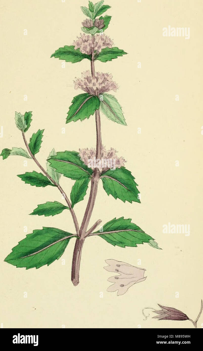 'English Botany' (1863) offers detailed colored illustrations of ...