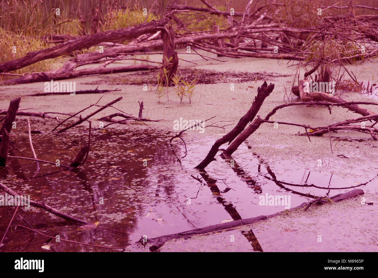 swamp pink in the green forest and the trees Stock Photo