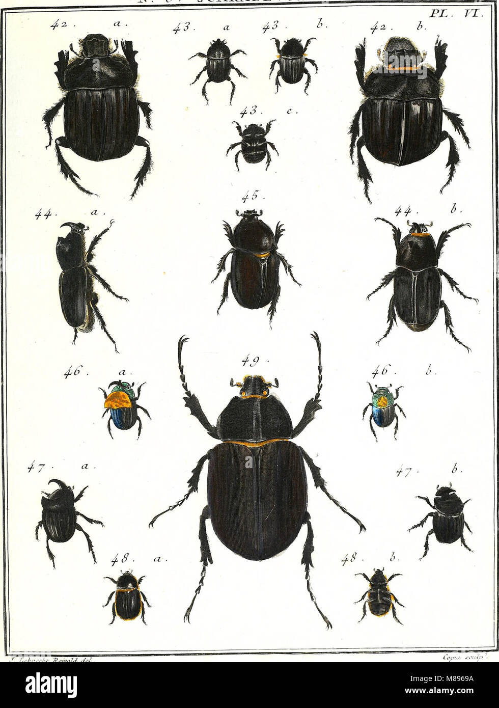 Generic Insect This 1789 work titled 'Entomologie' focuses on the natural history of ...