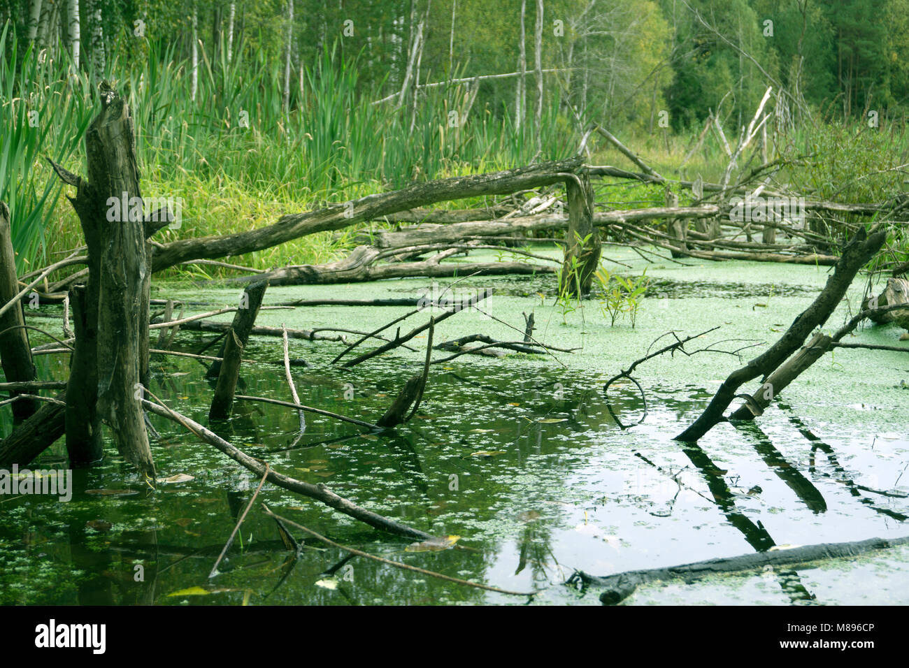 swamp with duckweed in green forest and the trees Stock Photo