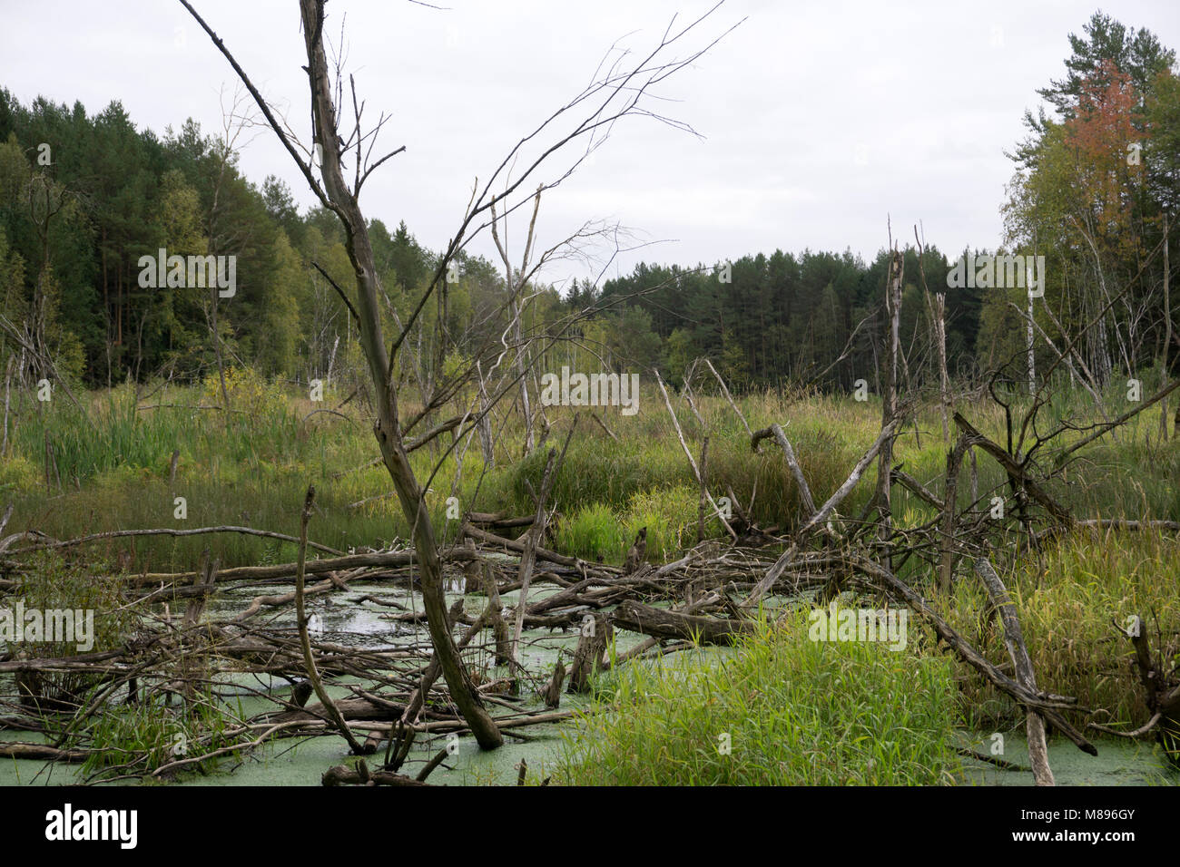 in green forest swamp with fallen trees and Stock Photo