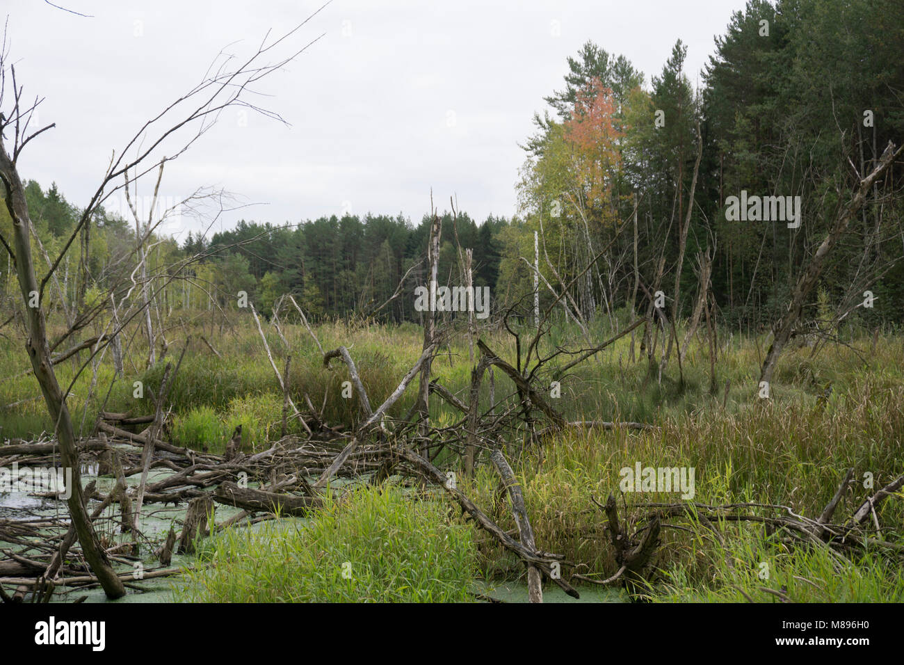 in green forest swamp with fallen trees and Stock Photo