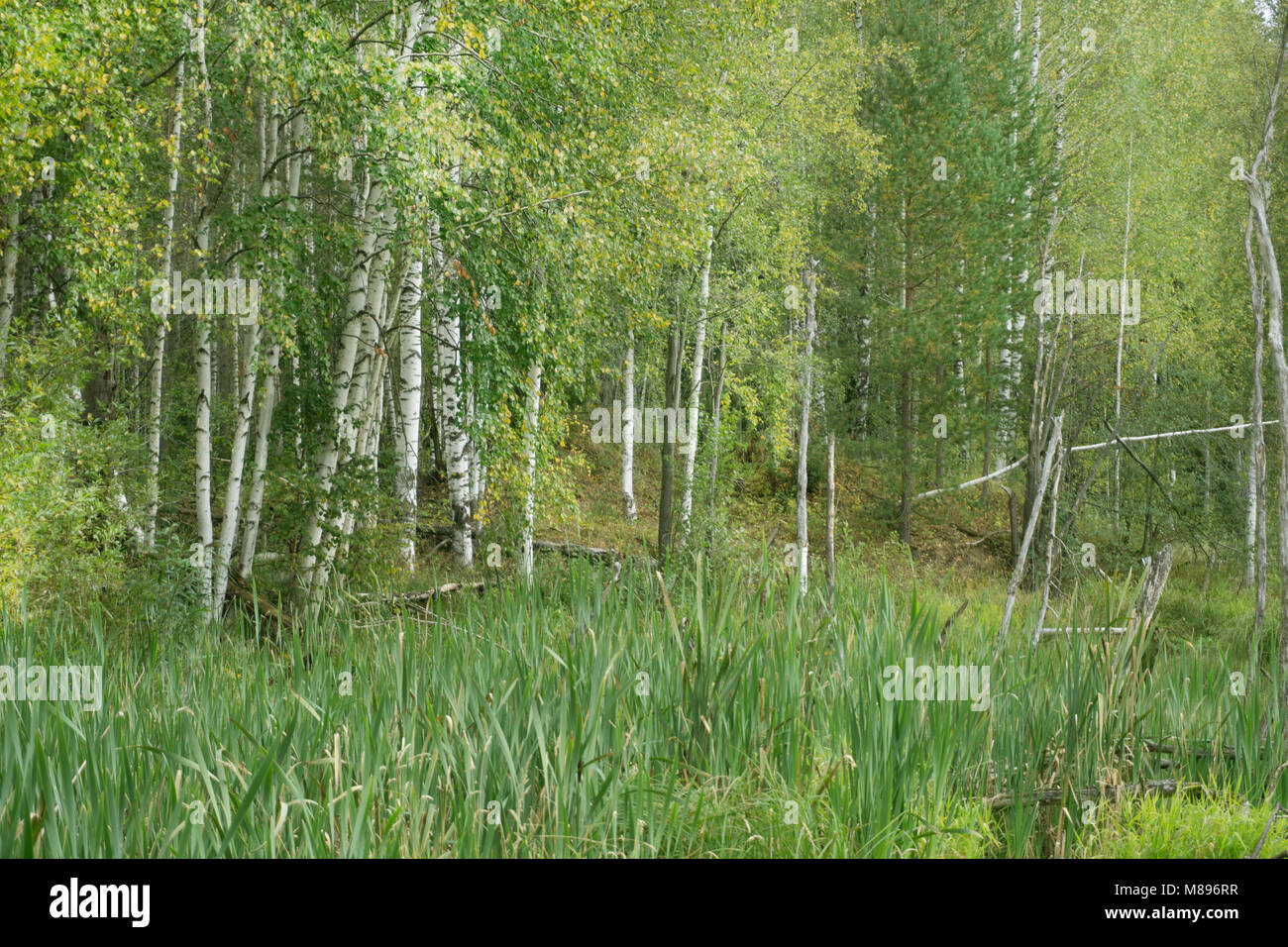 in green forest swamp with fallen trees and Stock Photo