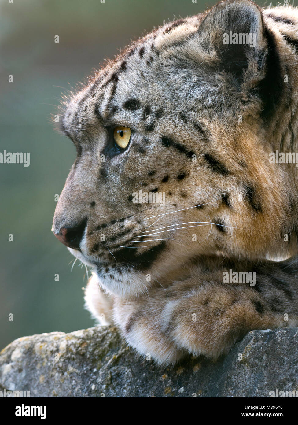Portrait of captive Snow leopard or ounce Panthera uncia Stock Photo