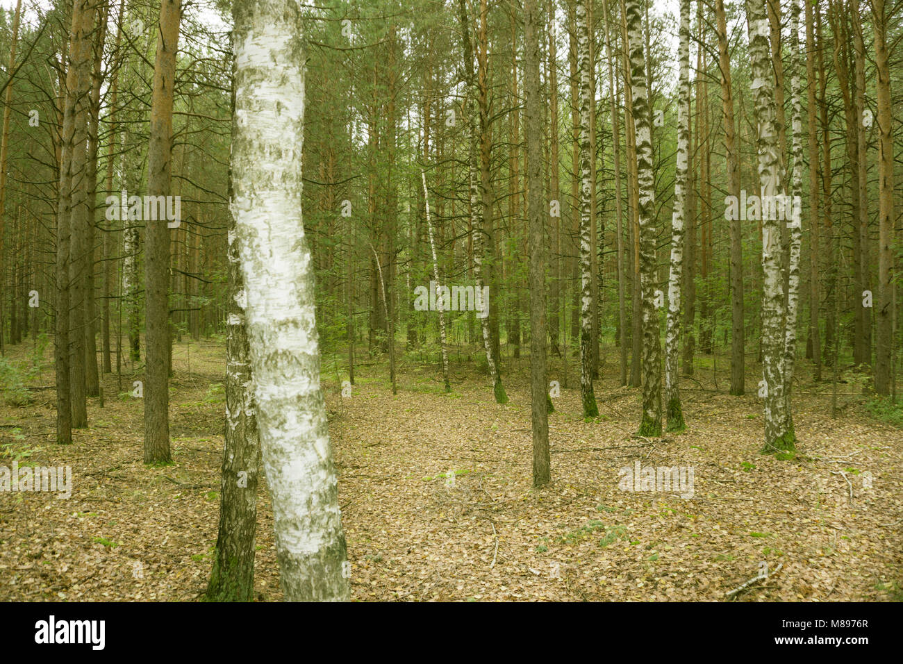 Sun pouring through trees hi-res stock photography and images - Alamy