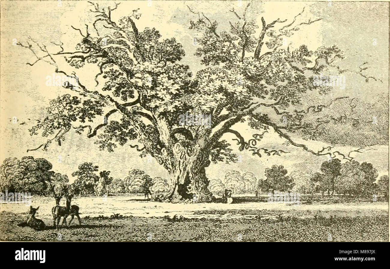 Essex naturalist being the journal of the Essex Field Club (1887) (14781904351 Stock Photo Alamy