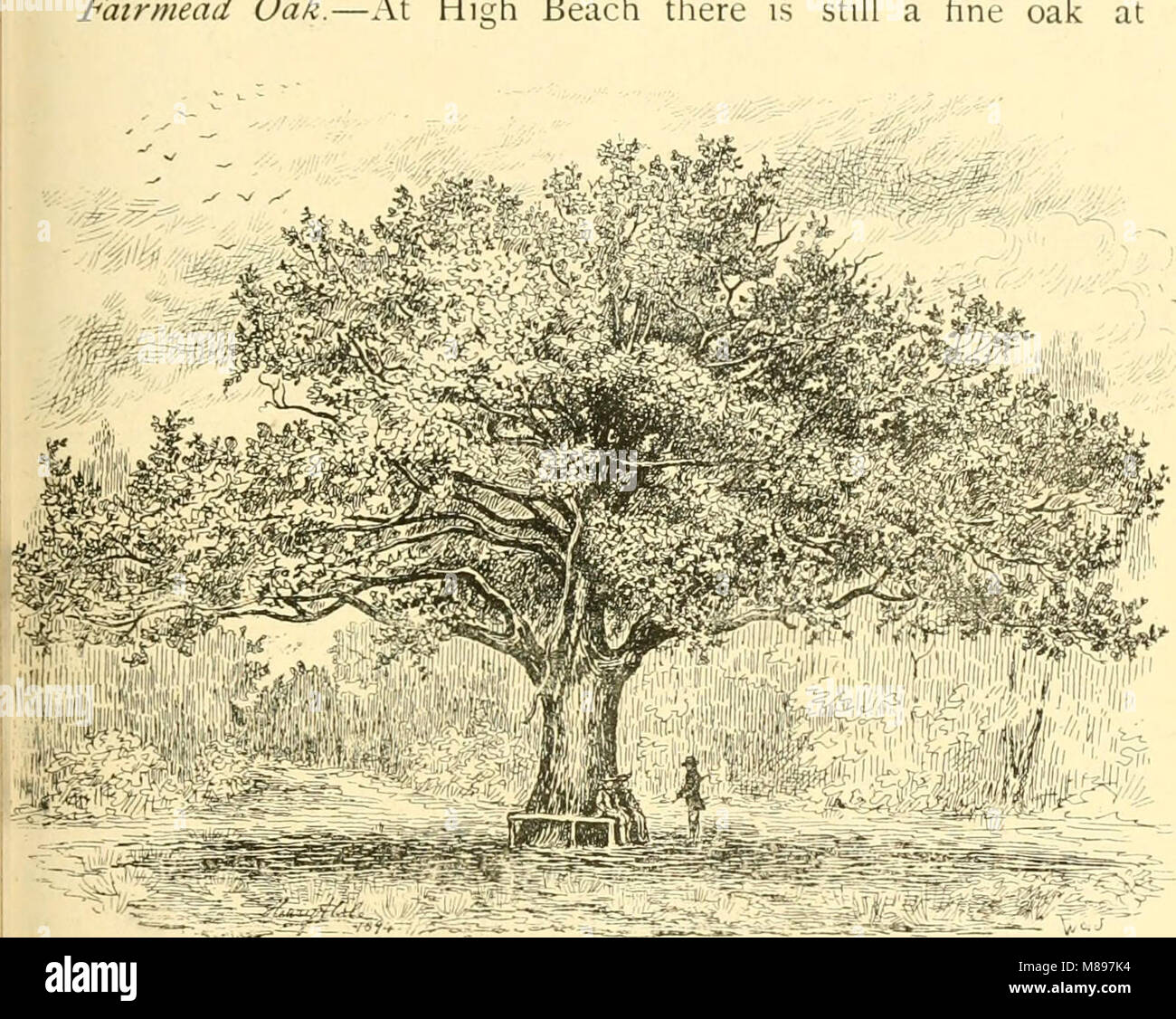 Essex naturalist being the journal of the Essex Field Club (1887) (14784699432 Stock Photo Alamy