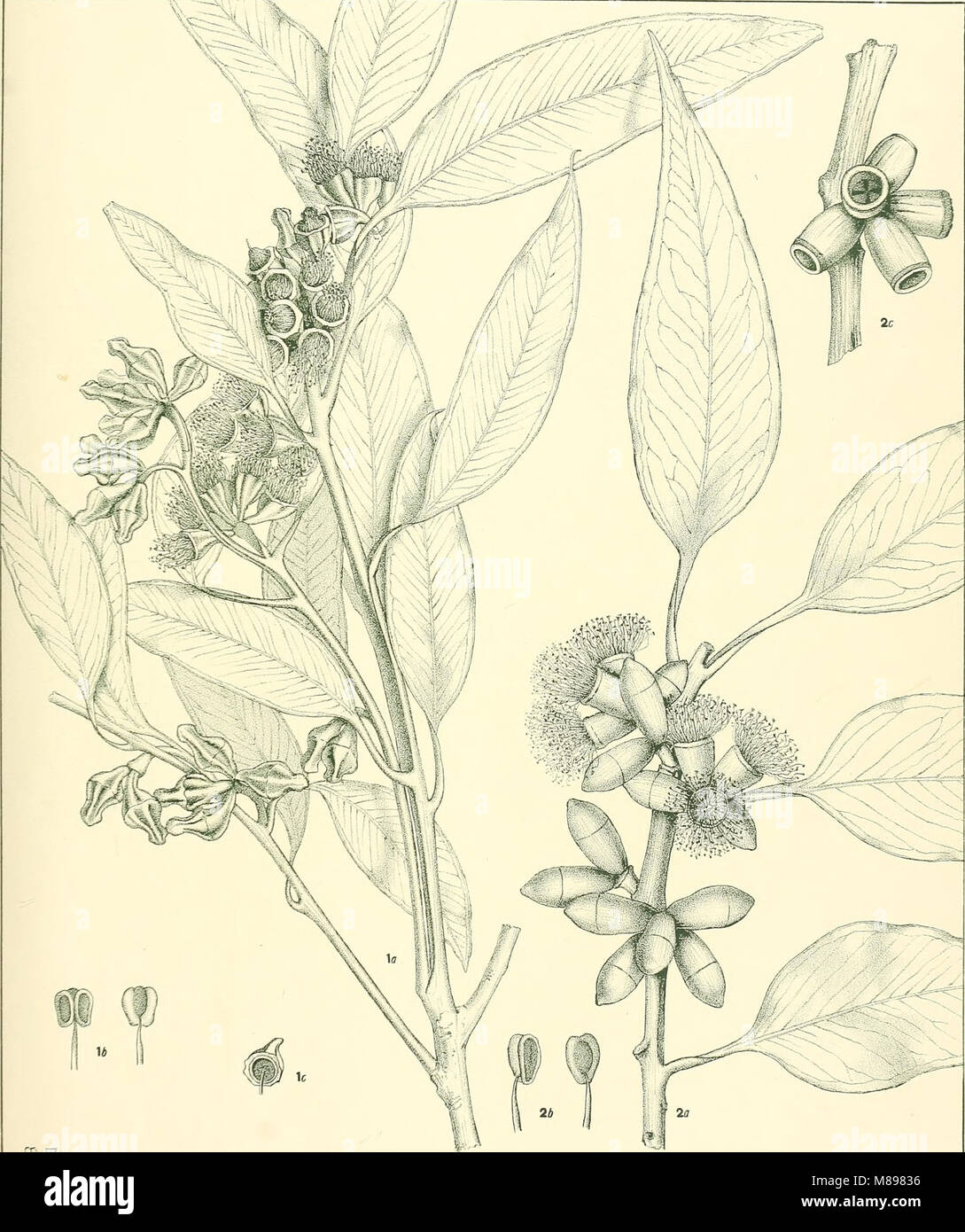 Eucalyptus incrassata from 'A critical revision of the genus Eucalyptus' (1903) (20088927024) Stock Photo