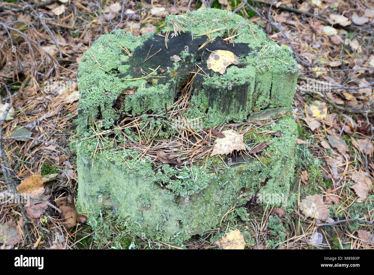Tree stump with moss and grass hi-res stock photography and images - Alamy
