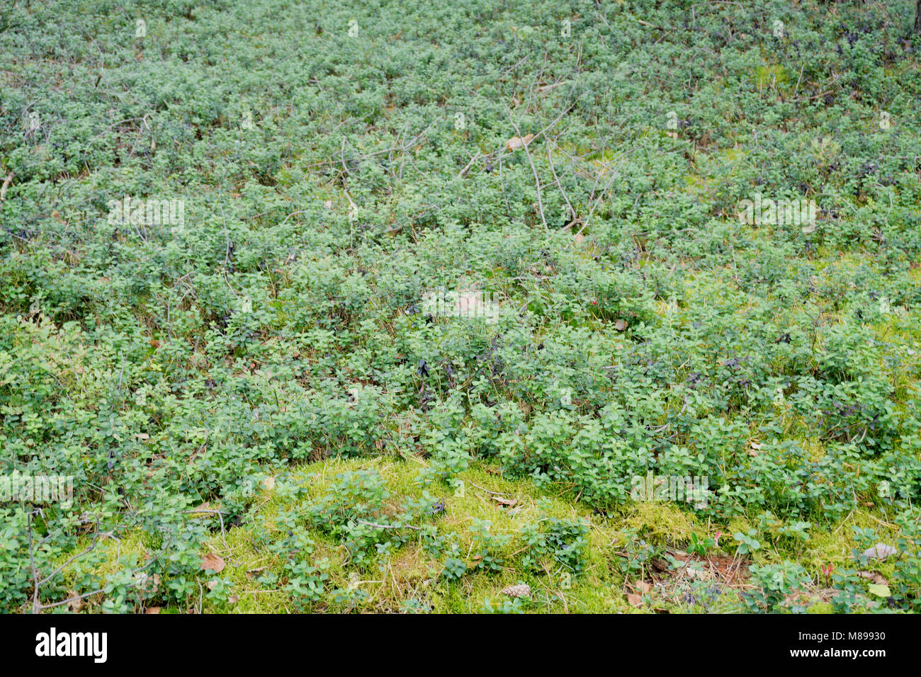 the blueberry bushes without berries Stock Photo - Alamy