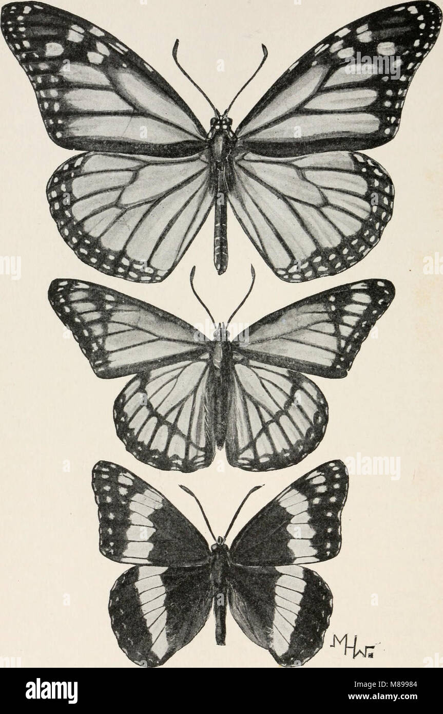 *Evolution and Animal Life* (1907) provides an introduction to the ...