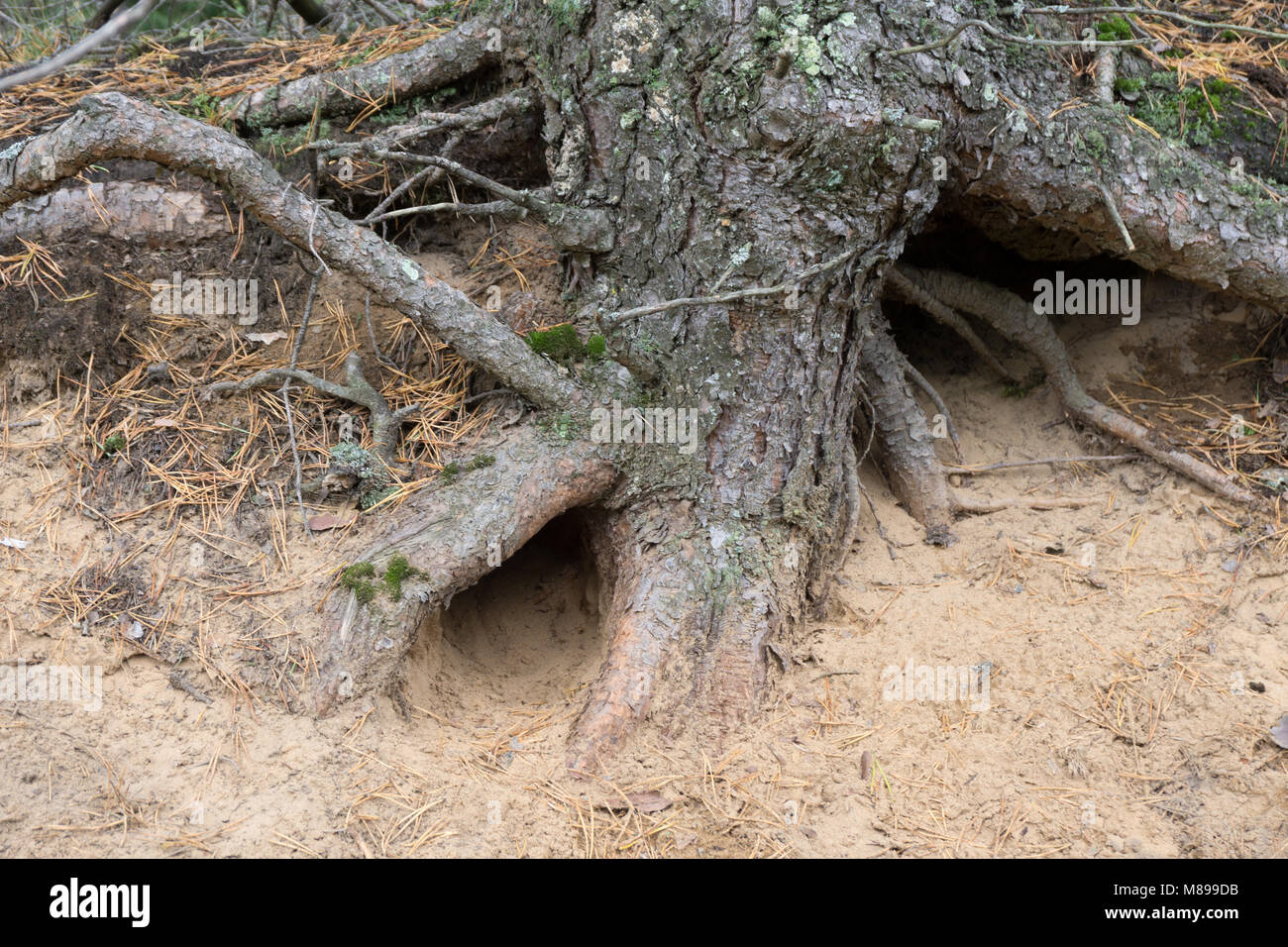 Deep plant roots hi-res stock photography and images - Alamy