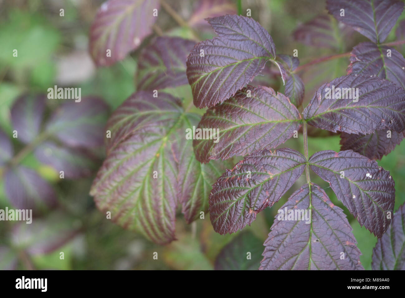 the Burgundy raspberry leaves Stock Photo - Alamy