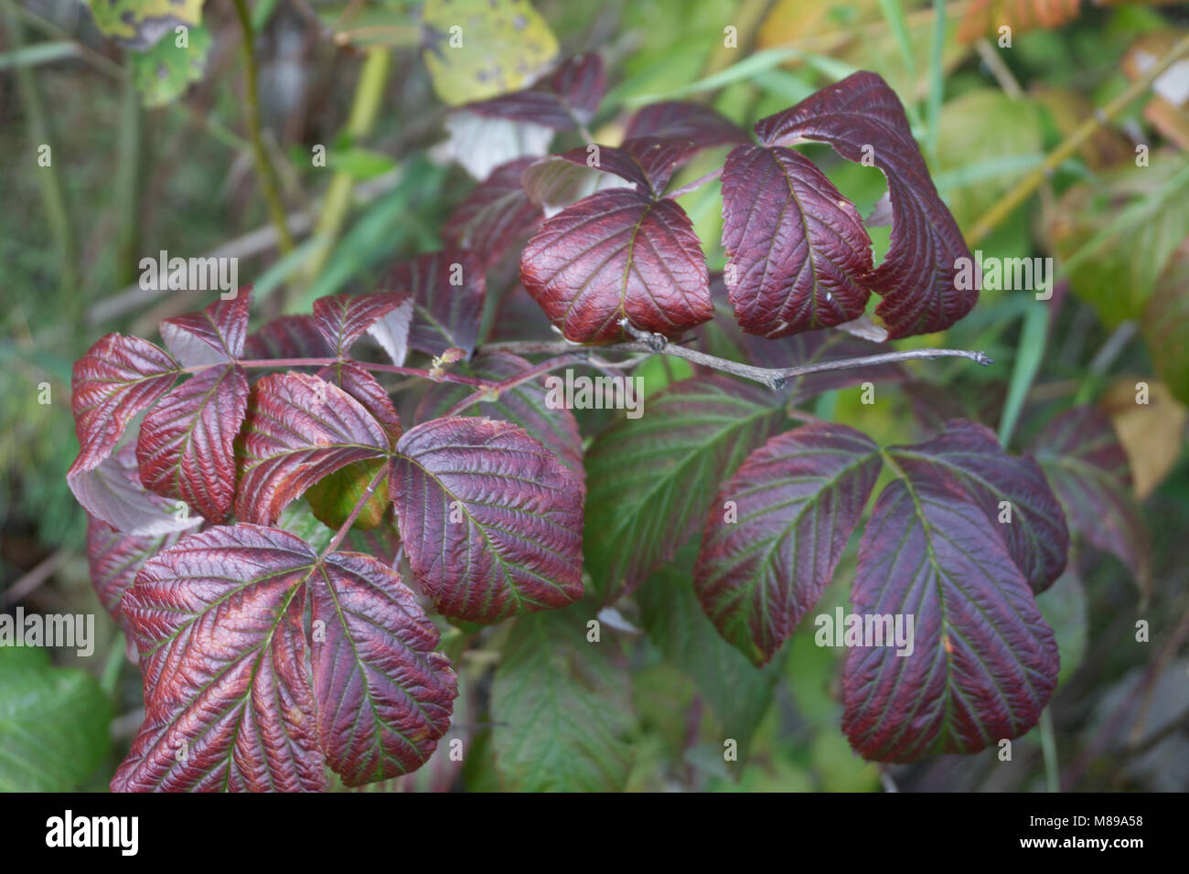 the Burgundy raspberry leaves Stock Photo - Alamy