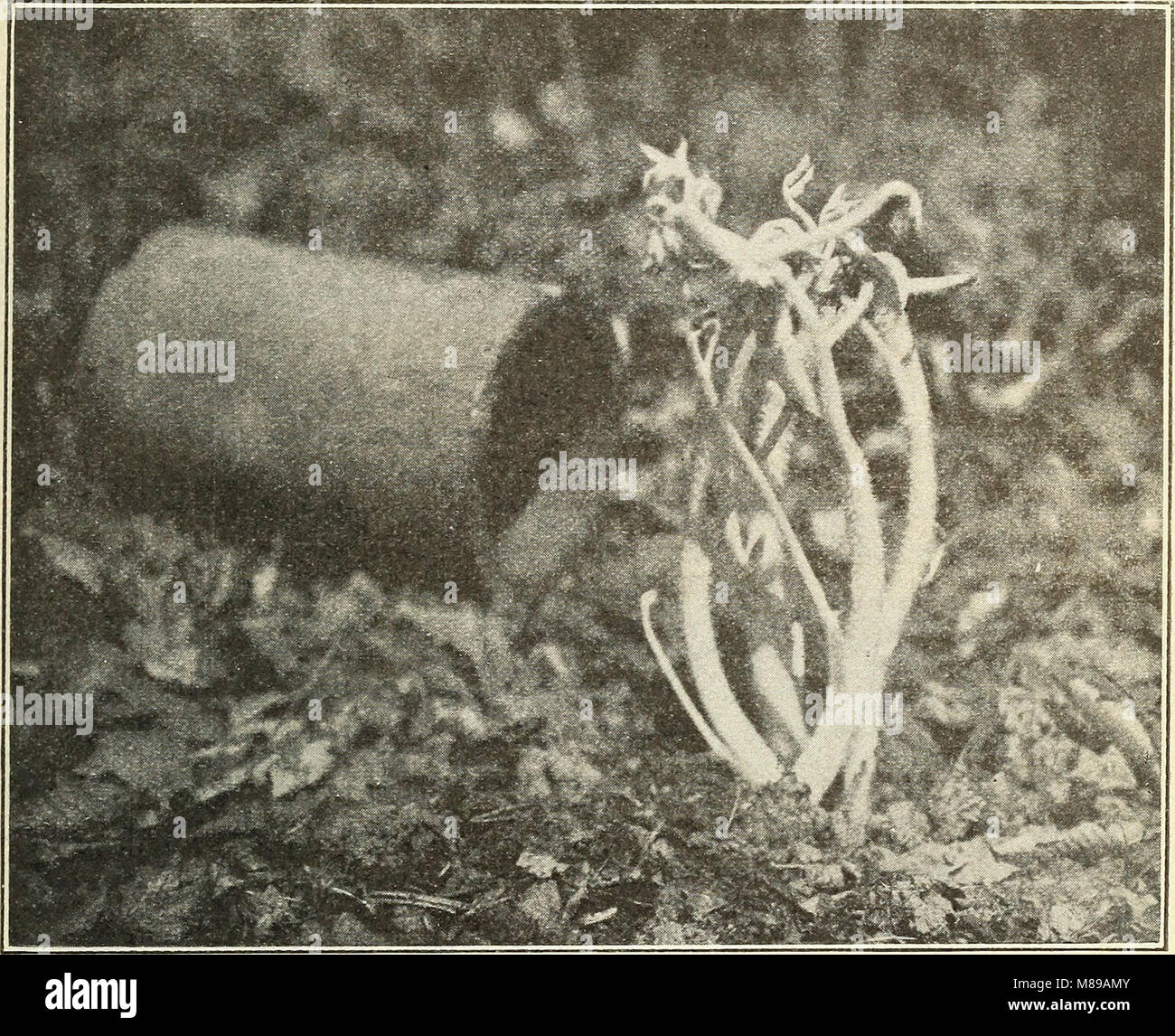 Experiments with udo, the new Japanese vegetable (1914) (14776917214) Stock Photo