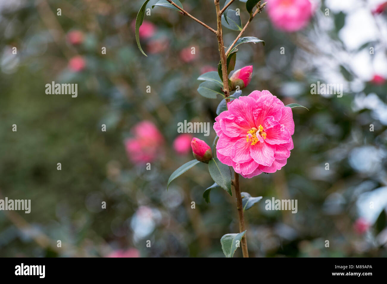 Camellia japonica flower in march. UK Stock Photo Alamy