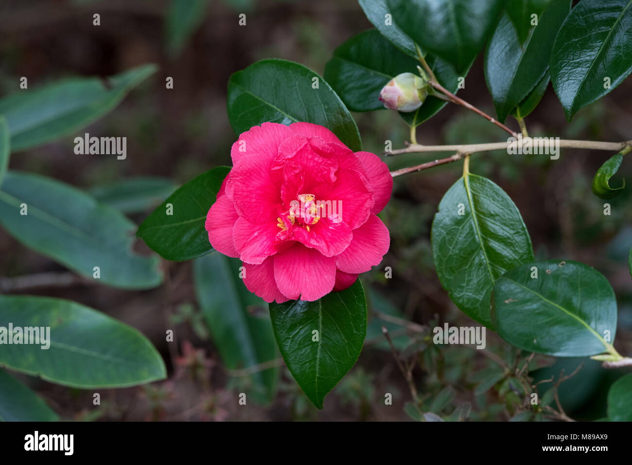 Camellia japonica pink shrub hi-res stock photography and images - Alamy