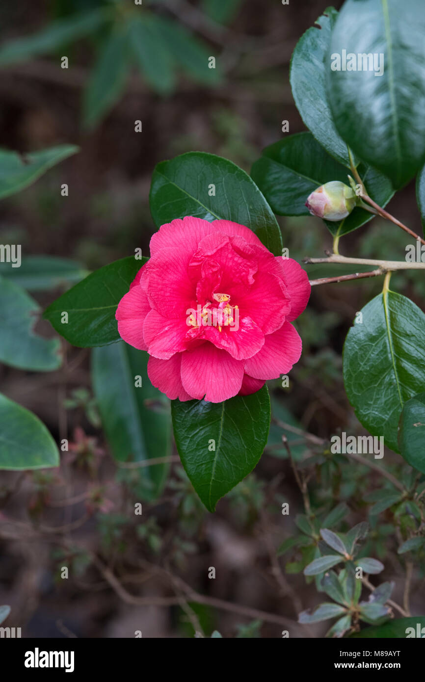 Camellia japonica flower in march. UK Stock Photo