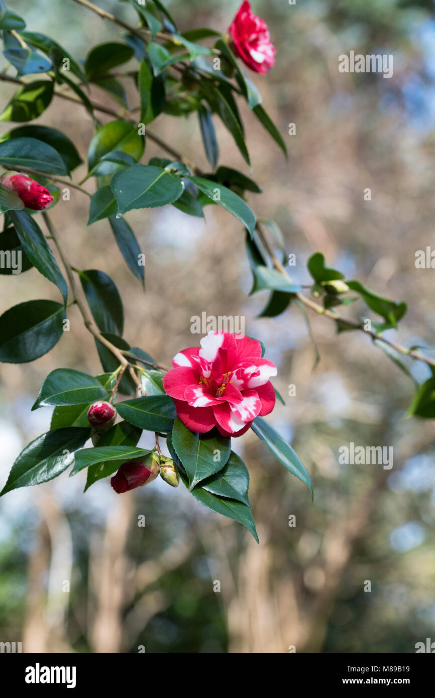 Camellia japonica ‘Masayoshi’ flower in march. UK Stock Photo