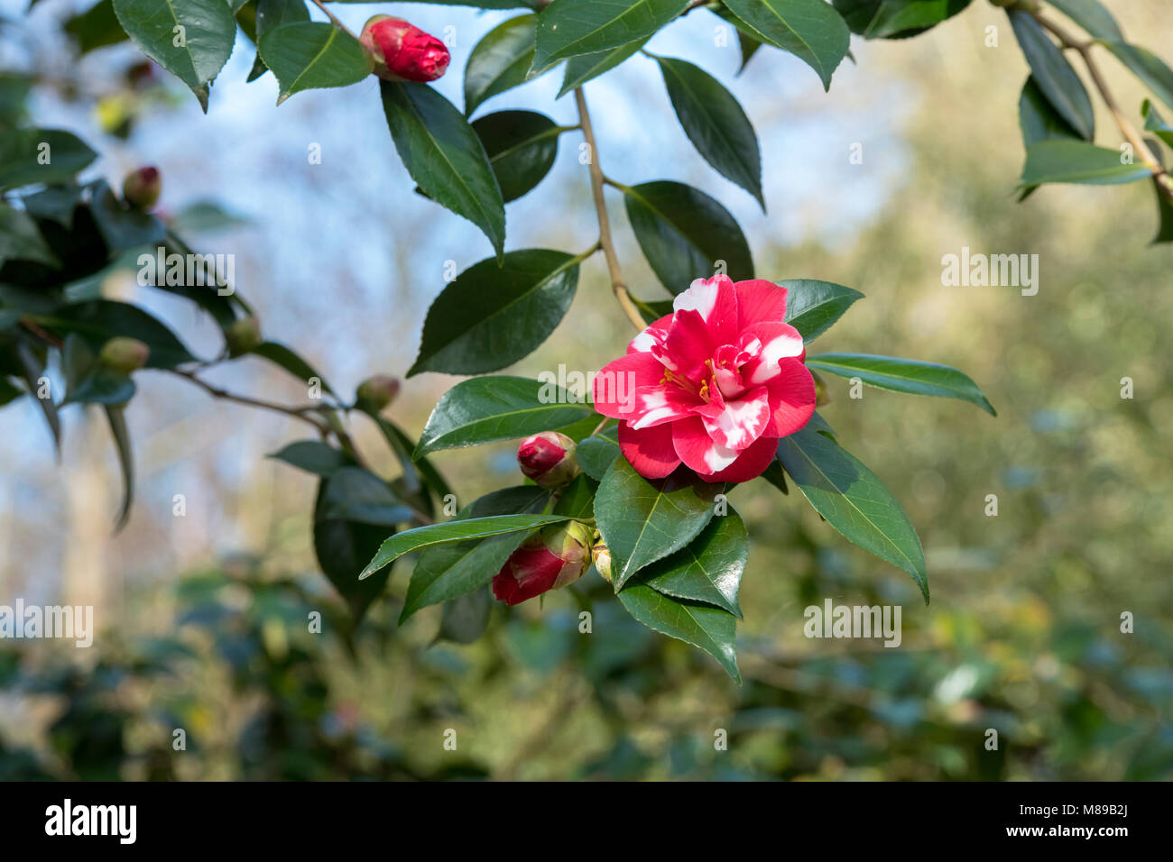 Camellia japonica ‘Masayoshi’ flower in march. UK Stock Photo