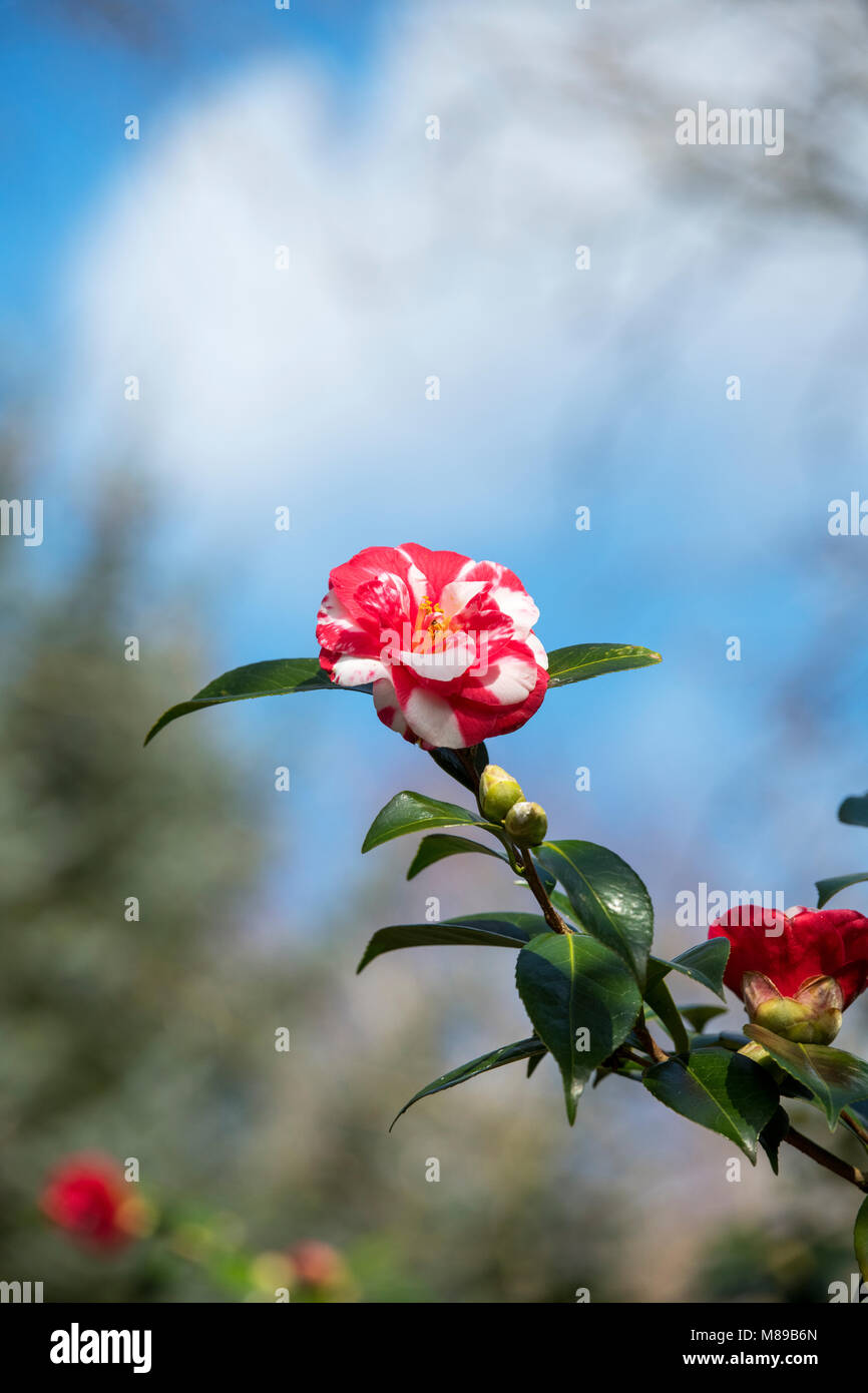 Camellia japonica ‘Masayoshi’ flower in march. UK Stock Photo Alamy