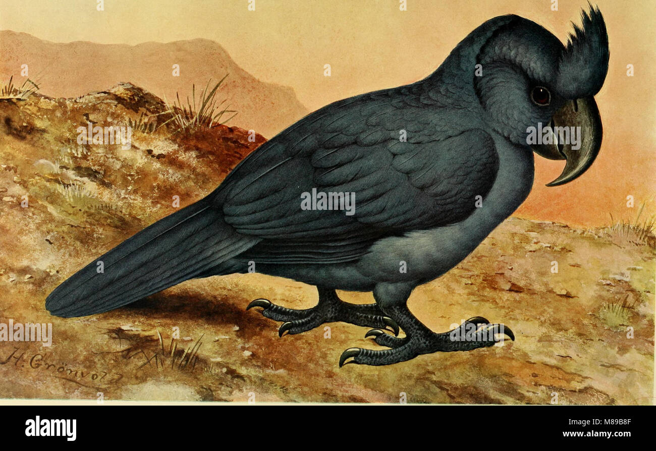 Extinct birds - an attempt to unite in one volume a short account of those birds which have become extinct in historical times - that is, within the last six or seven hundred years - to which are (14564339537) Stock Photo