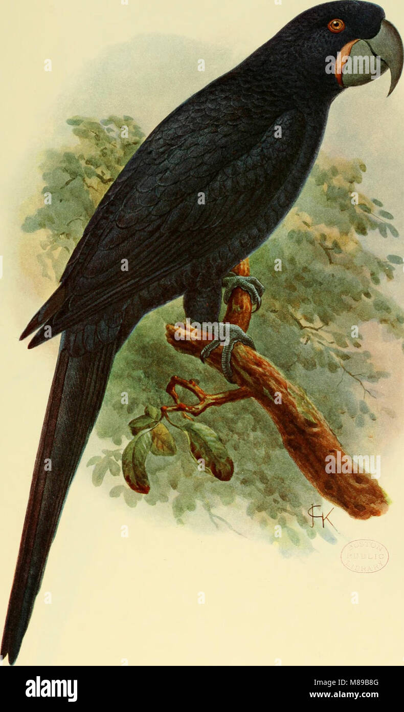 Extinct birds - an attempt to unite in one volume a short account of those birds which have become extinct in historical times - that is, within the last six or seven hundred years - to which are (14564345587) Stock Photo