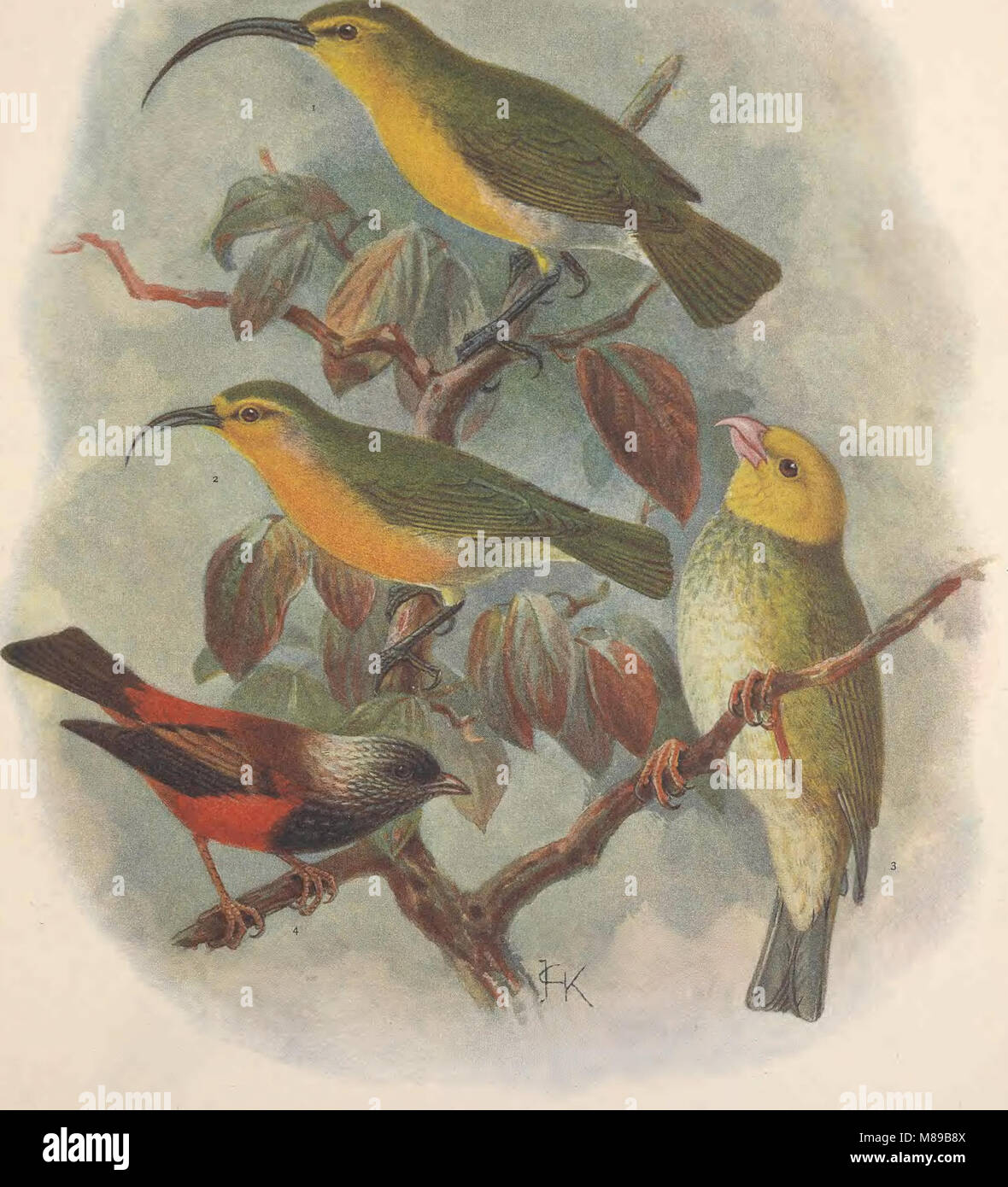 Extinct birds - an attempt to unite in one volume a short account of those birds which have become extinct in historical times - that is, within the last six or seven hundred years - to which are (14565861319) Stock Photo