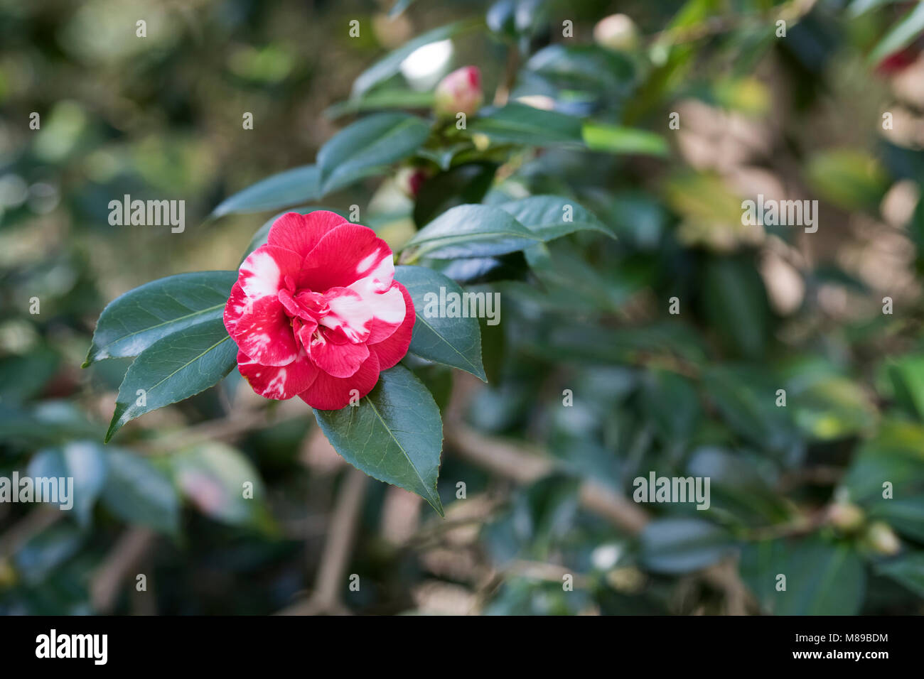 Camellia japonica ‘Masayoshi’ flower in march. UK Stock Photo Alamy
