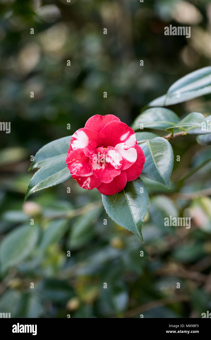 Camellia japonica ‘Masayoshi’ flower in march. UK Stock Photo Alamy