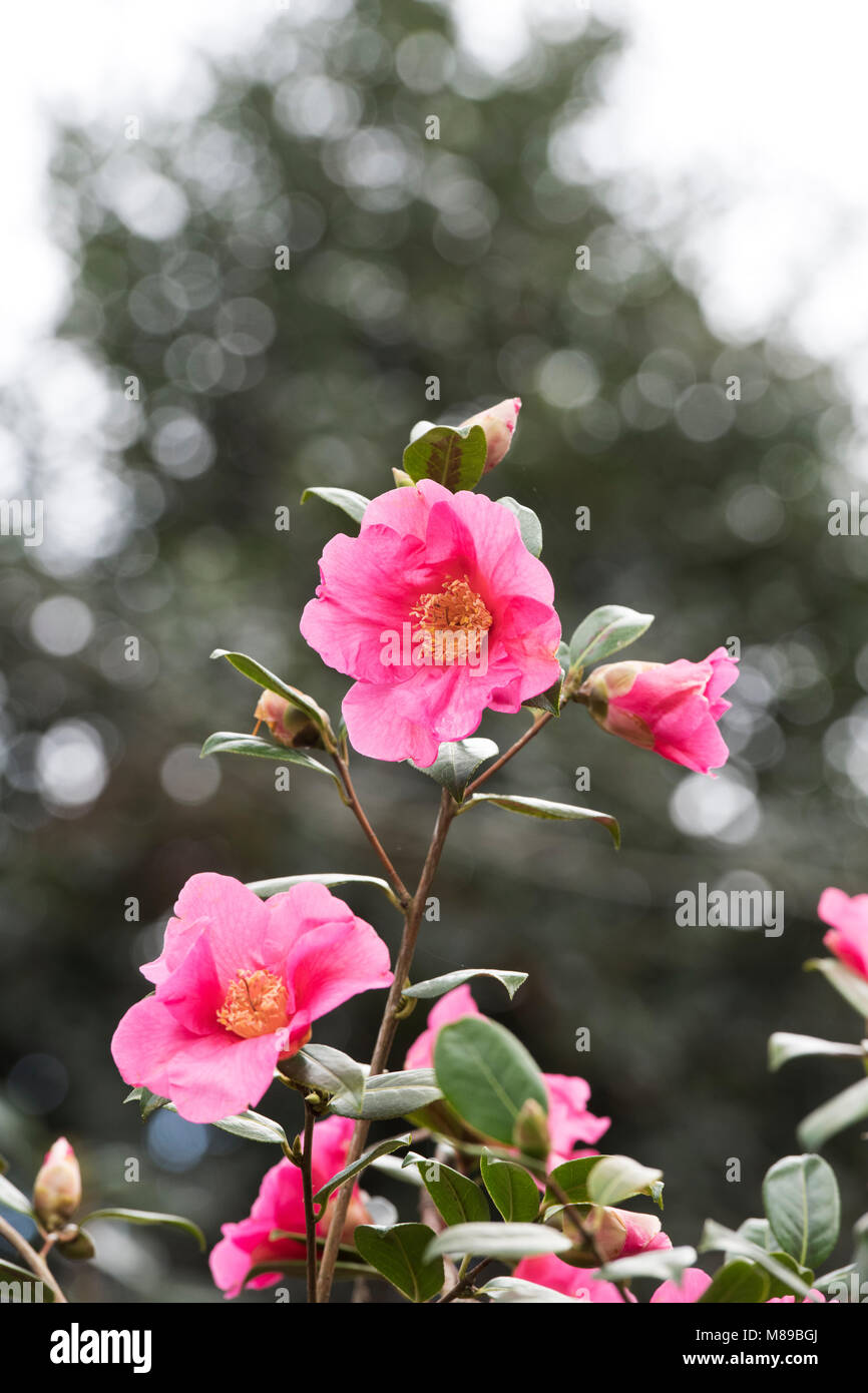 Camellia x williamsii ‘Simon bolitho’ flower in march. UK Stock Photo