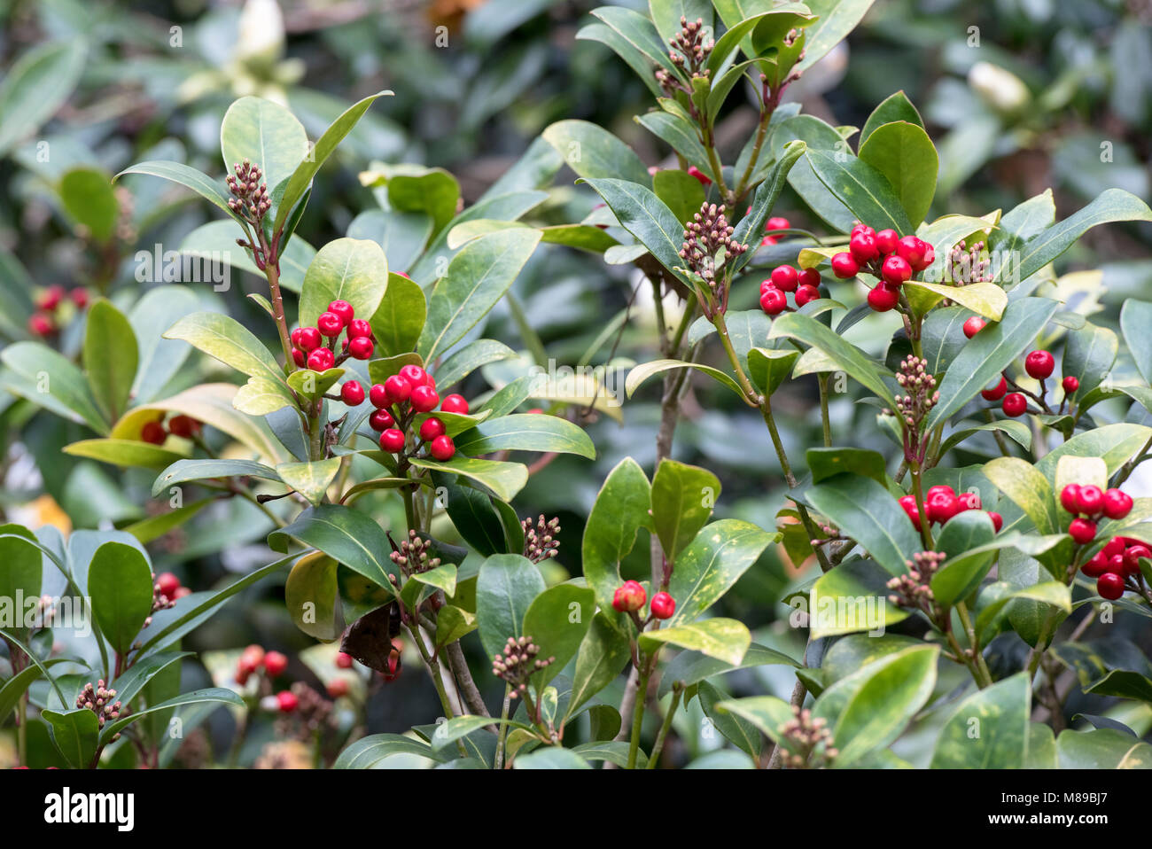 Skimmia japonica ‘Highgrove redbud’ berries in March. UK Stock Photo