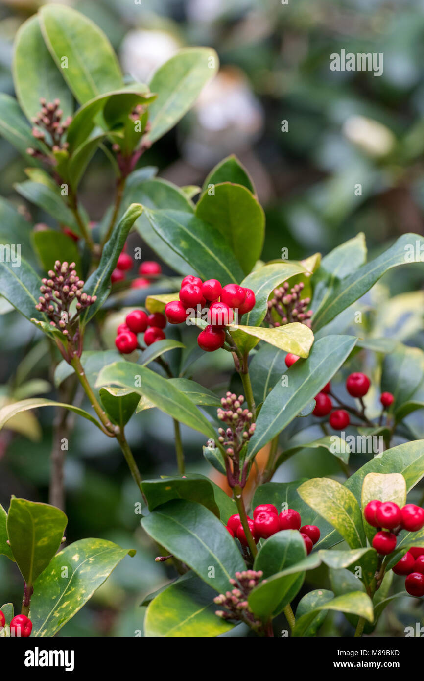 Skimmia japonica ‘Highgrove redbud’ berries in March. UK Stock Photo