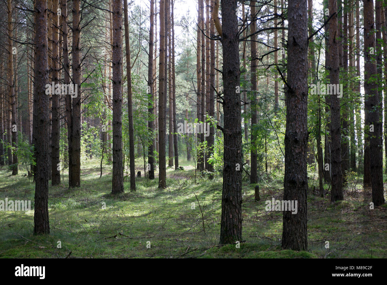 Dark forest background. Karelia forest trees Stock Photo
