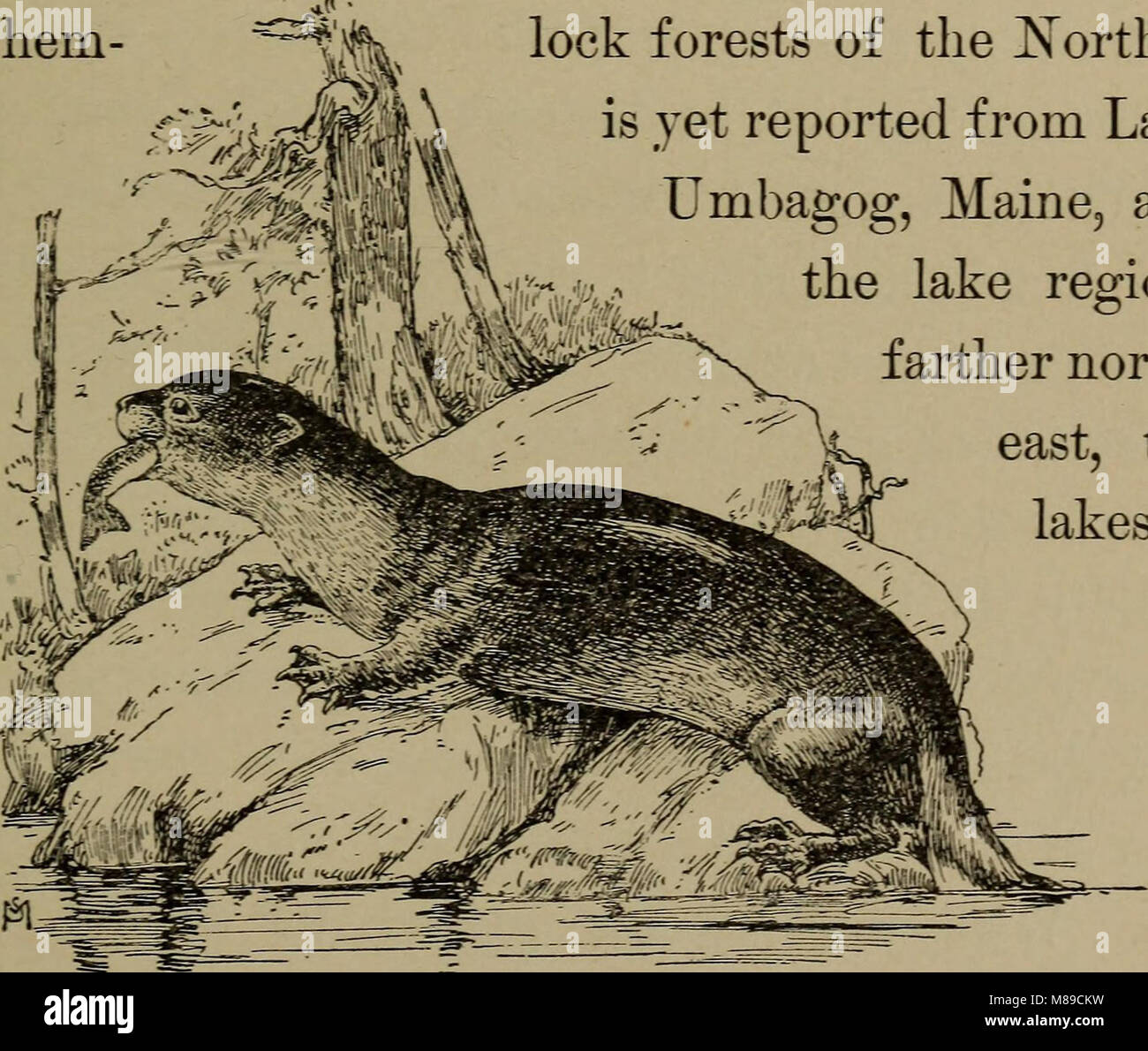 Familiar life in field and forest; the animals, birds, frogs, and salamanders (1898) (14568749418) Stock Photo