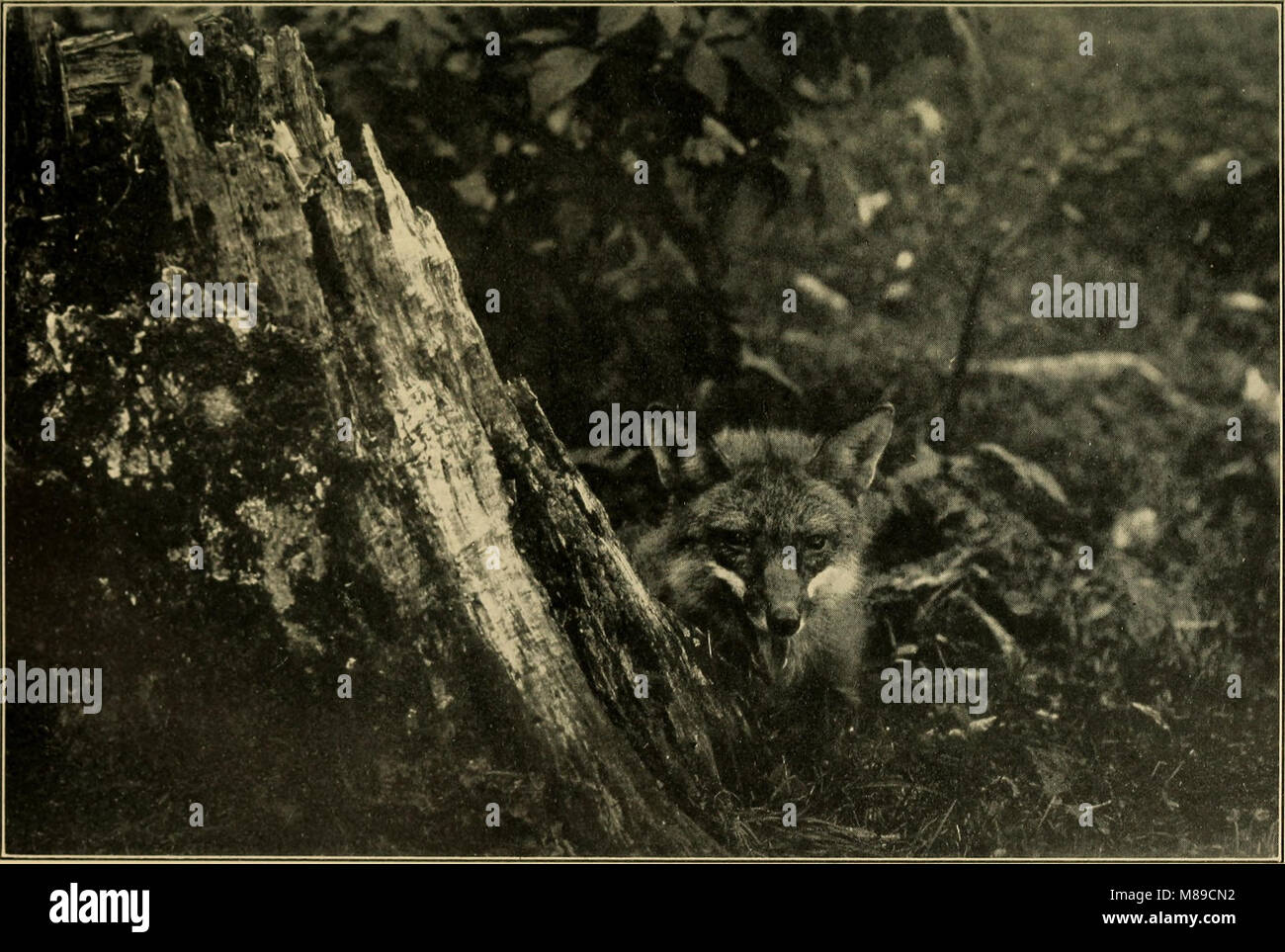 Familiar wild animals (1906) (14583071308 Stock Photo Alamy