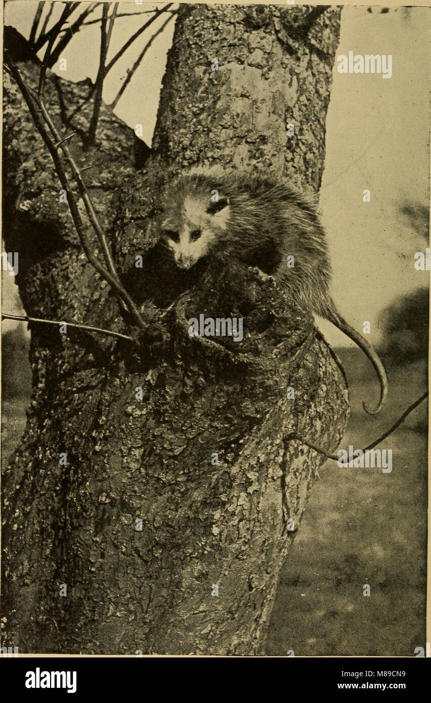 Familiar wild animals (1906) (14767341004 Stock Photo Alamy